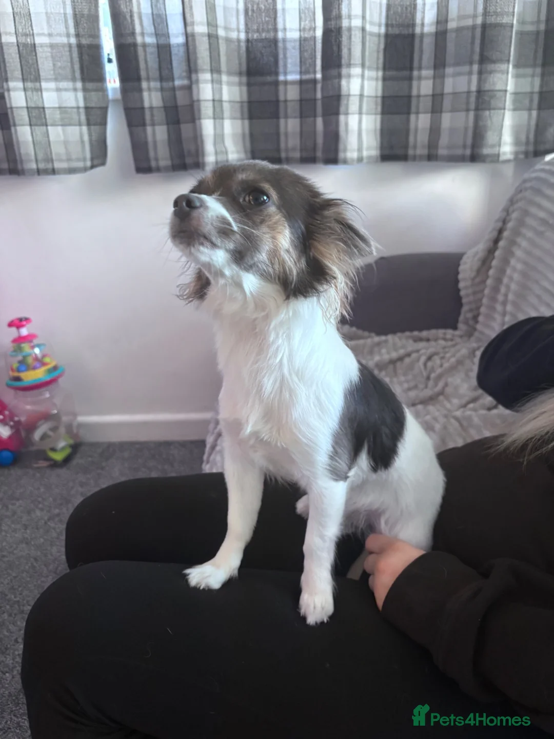Jack Chi dogs for sale: Brodie the jack russel Chihuahua in Newquay - Advert 2