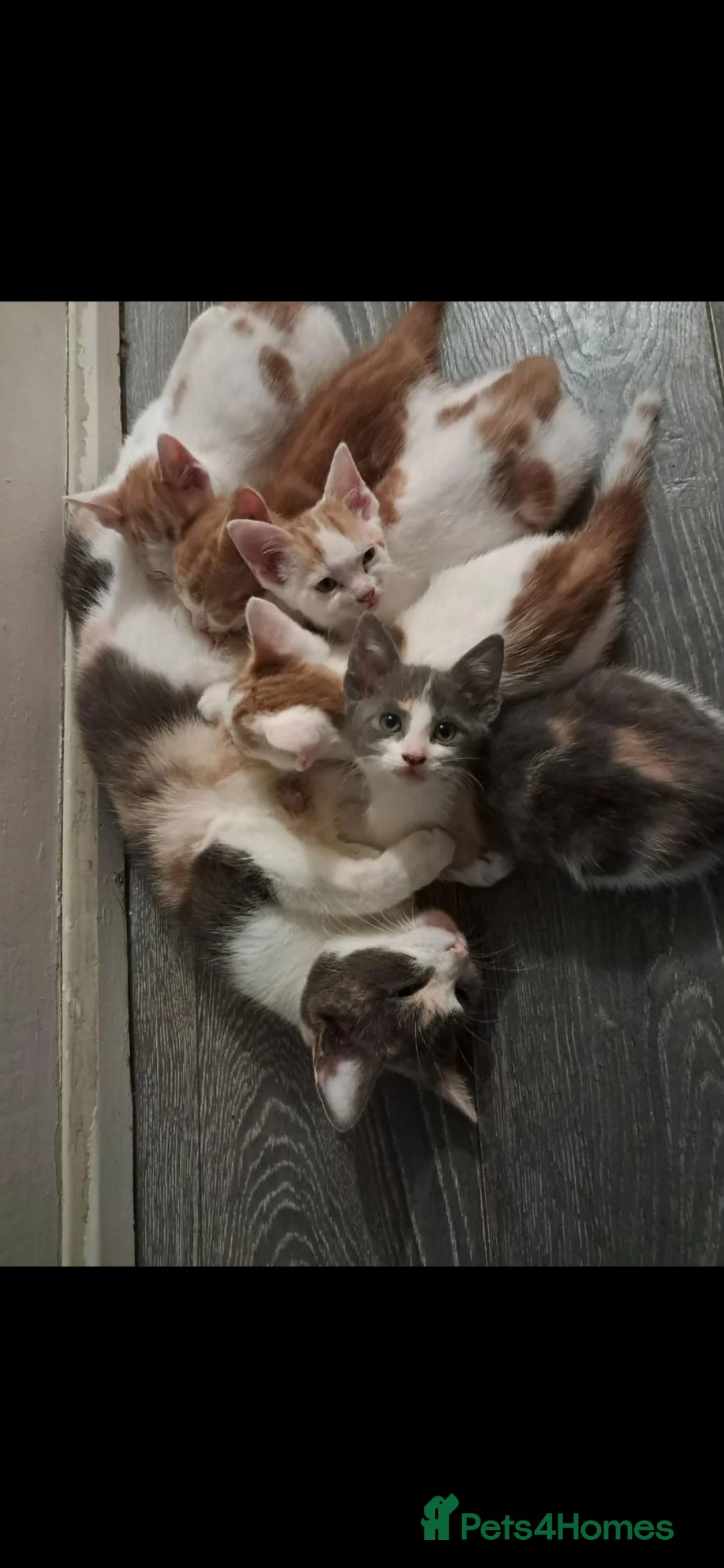Mixed Breed cats for sale: Kittens for sale! - Advert 12