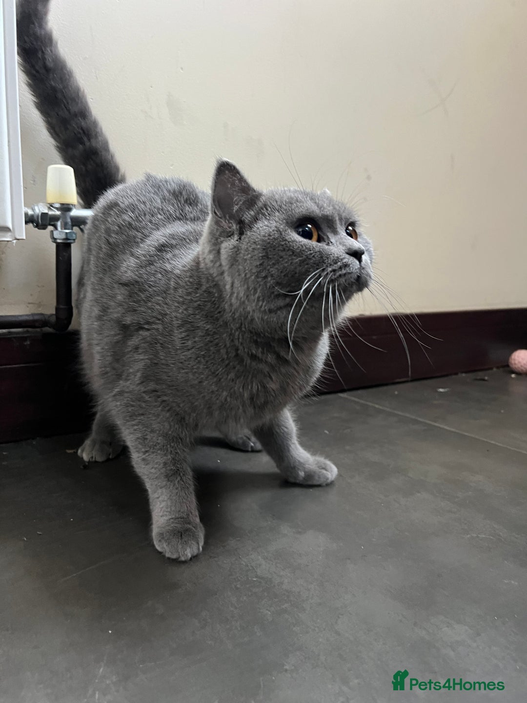 British Shorthair cats for sale: Female BSH - Advert 3