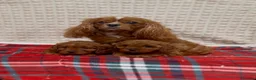Cavapoo dogs for sale: STUNNING CAVAPOO PUPPIES - Advert 10