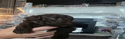 Jackapoo dogs for sale: F1b jackpoos  - Advert 1