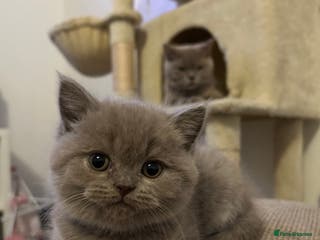 British Shorthair cats Beautiful British shorthair kittens - Advert 4