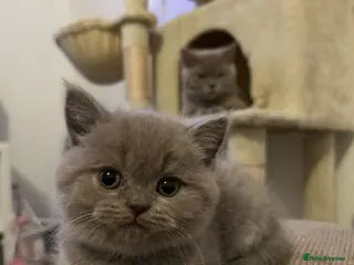 British Shorthair cats Beautiful British shorthair kittens - Advert 12