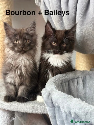 Maine Coon cats Stunning Pedigree Maine Coon Kittens for Sale - Advert 1