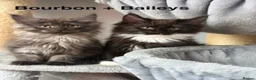 Maine Coon cats for sale: Stunning Pedigree Maine Coon Kittens for Sale - Advert 1