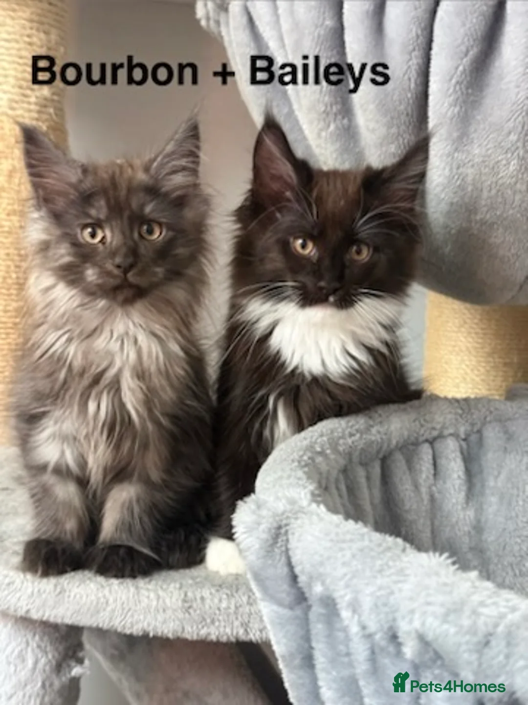 Maine Coon cats for sale: Stunning Pedigree Maine Coon Kittens for Sale - Advert 1