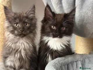Maine Coon cats Stunning Pedigree Maine Coon Kittens for Sale - Advert 2