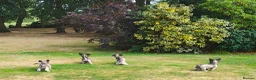 Skye Terrier dogs for sale: Two Beautiful Skye Terrier Puppies  - Advert 17