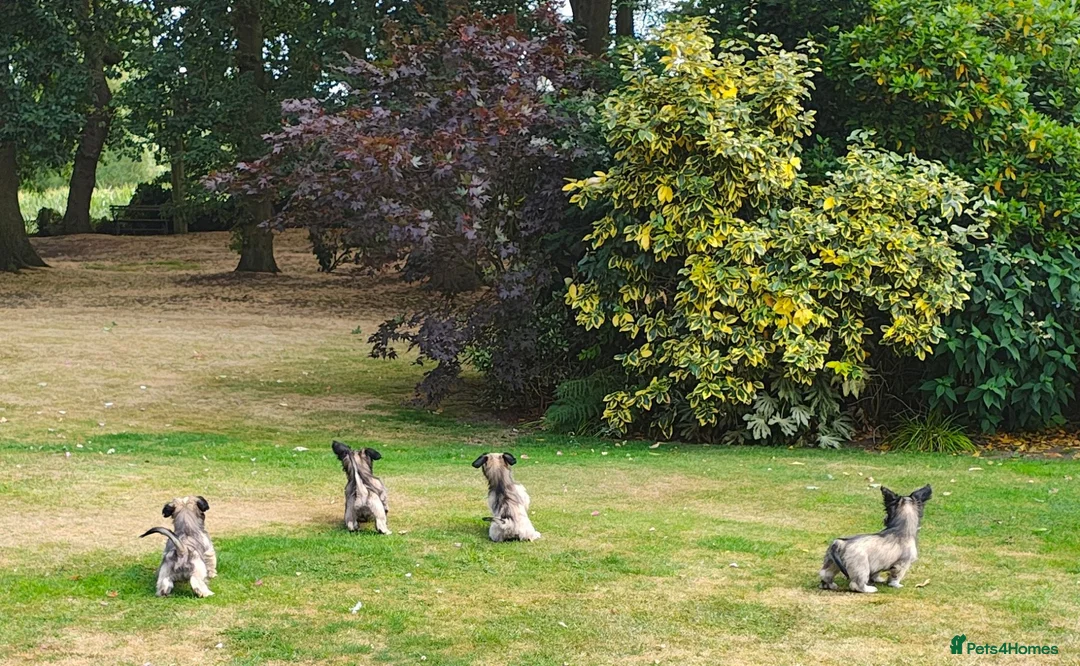Skye Terrier dogs for sale: Two Beautiful Skye Terrier Puppies  - Advert 17