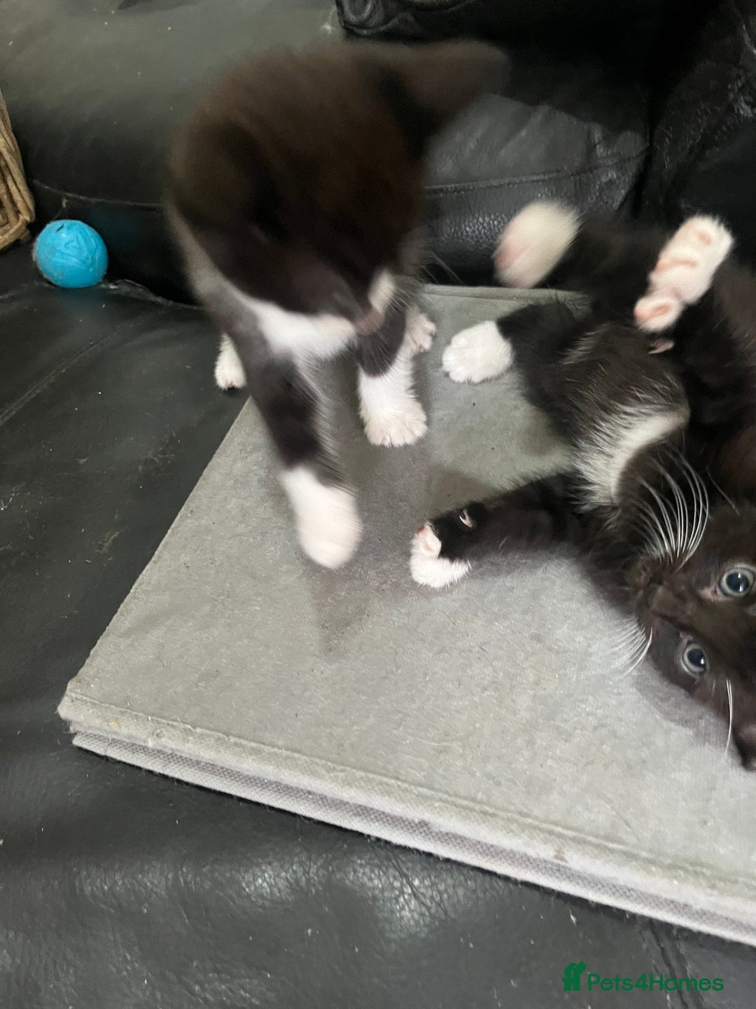Mixed Breed cats for sale: Scottish fold cross for sale  - Image 15