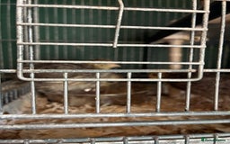 Quail poultry for sale: Various age quail chicks - Image 4