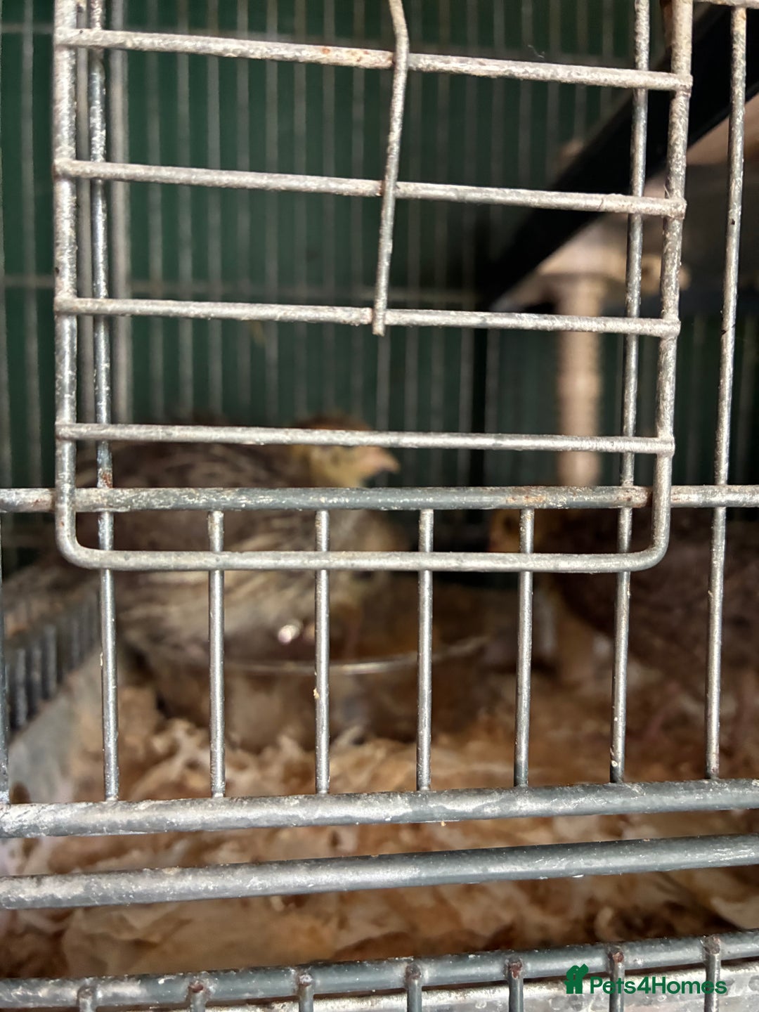 Quail poultry for sale: Various age quail chicks - Image 4