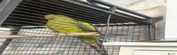 Parrots birds for sale: Parrot  in Birmingham - Advert 3
