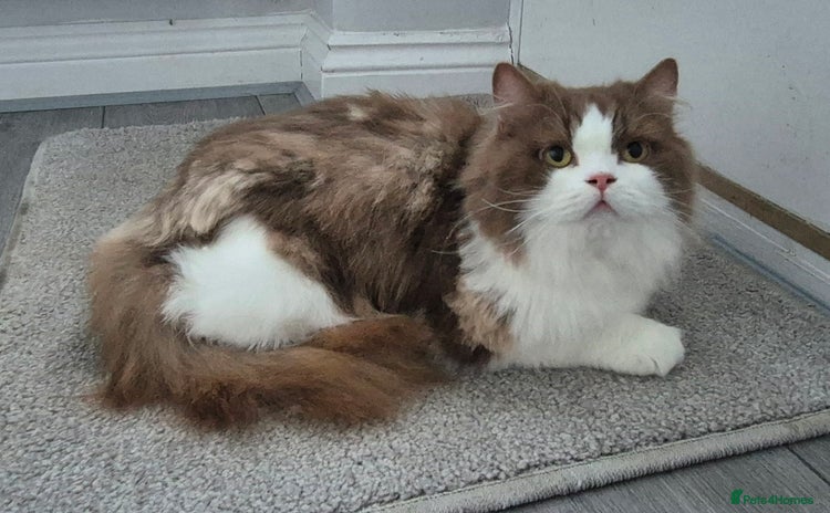 British Longhair cats - Advert 7