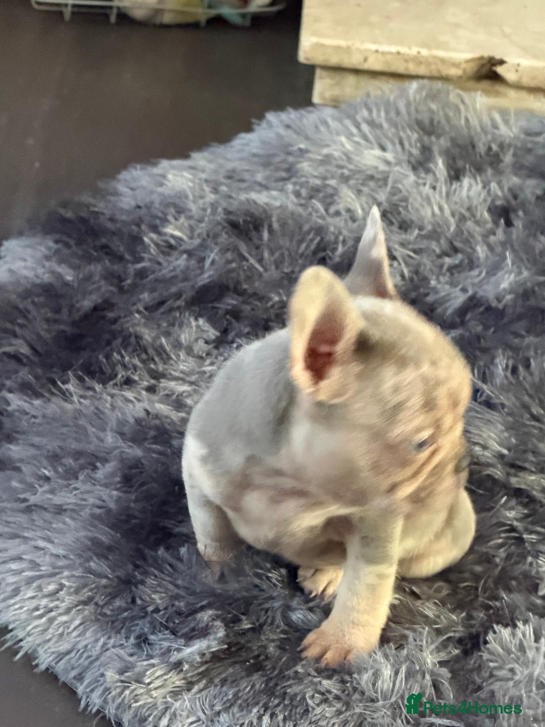 French Bulldog dogs for sale: Merle French bulldog puppy  - Advert 2