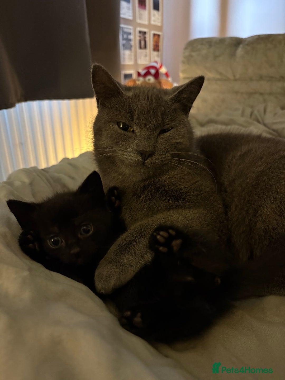 British Shorthair cats for sale: 3 beautiful black kittens for sale  - Advert 1