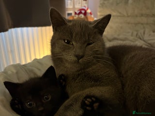 British Shorthair cats 3 beautiful black kittens for sale - Advert 1