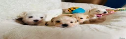 Maltipoo dogs for sale: *** Adorable Korean Maltipoo Babies *** - Advert 8