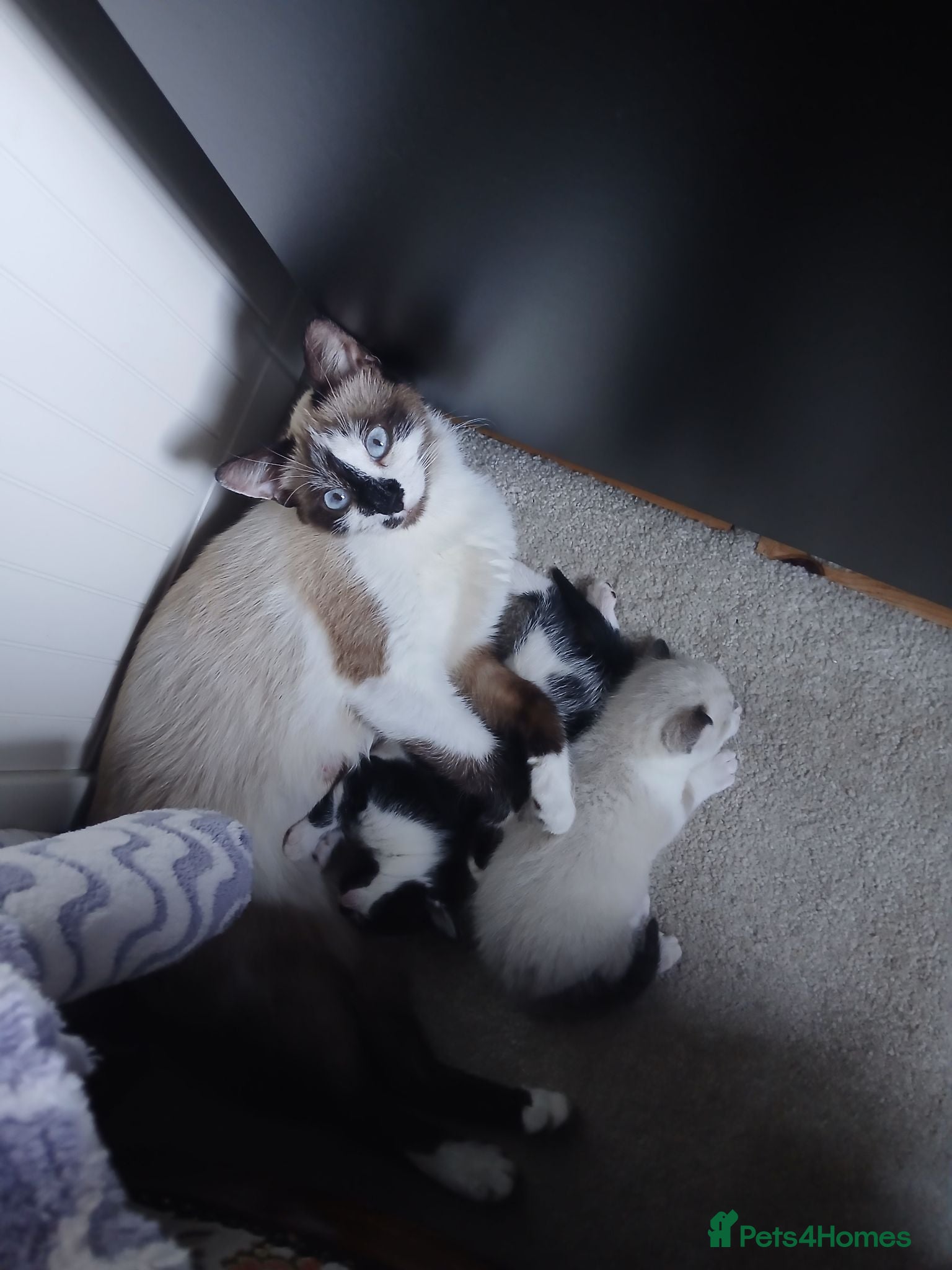 Mixed Breed cats Black and white tuxedo female with golden eyes  - Advert 20