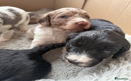 Cockapoo dogs for sale: Cockapoo puppies - Advert 4