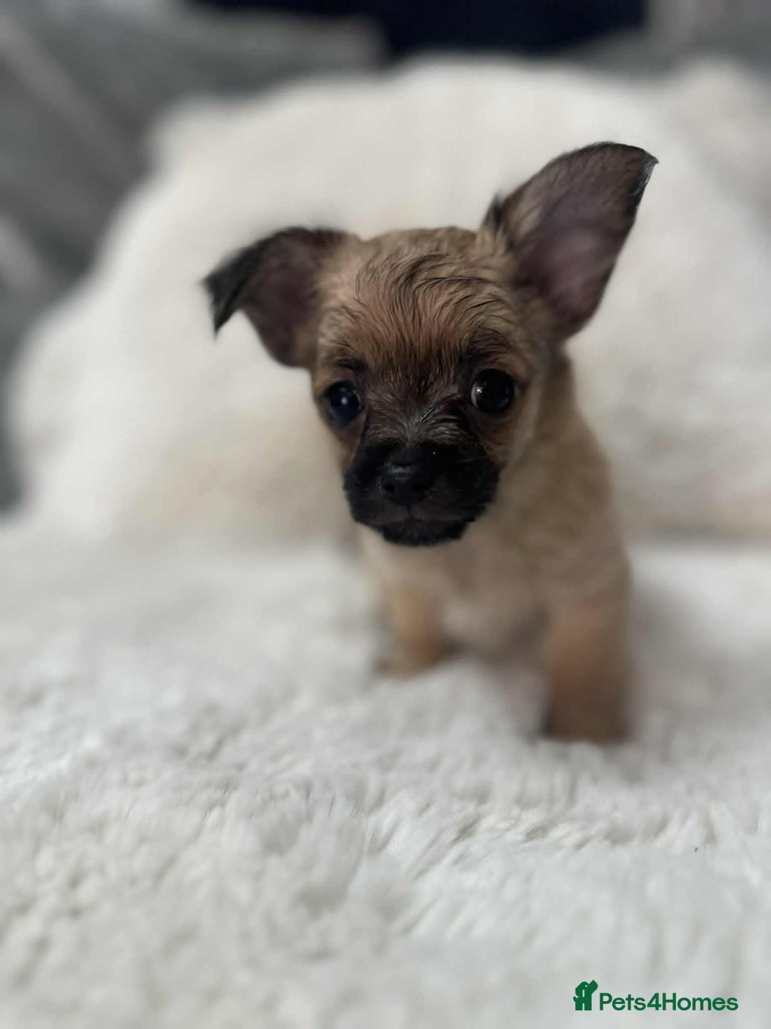 Chihuahua dogs for sale: chihuahua puppies - Image 3