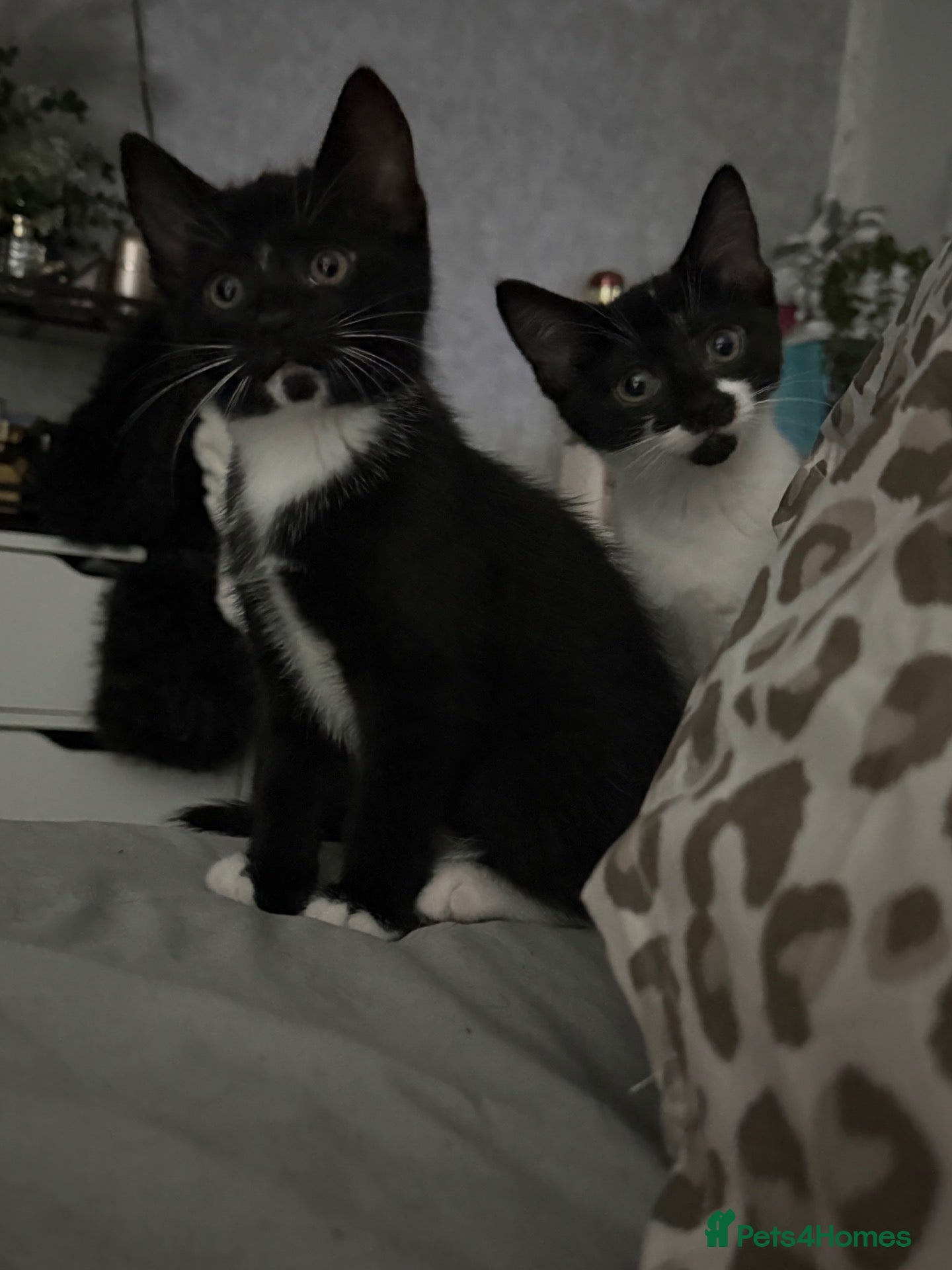 Mixed Breed cats 16 week old kittens x2  - Advert 2