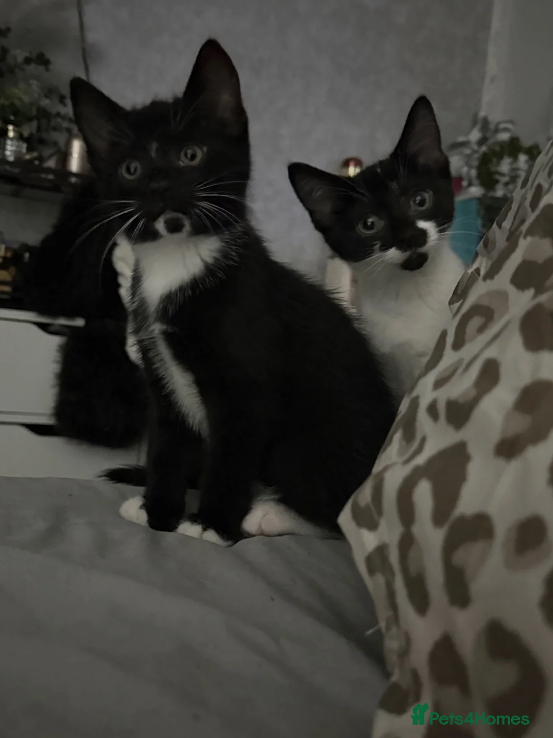 Mixed Breed cats for sale: 16 week old kittens x2  in Wakefield - Advert 1