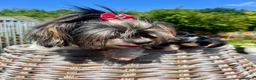 Biewer Terrier dogs for sale: Sold  - Beautiful Biewer Terrier Boy  - Advert 10