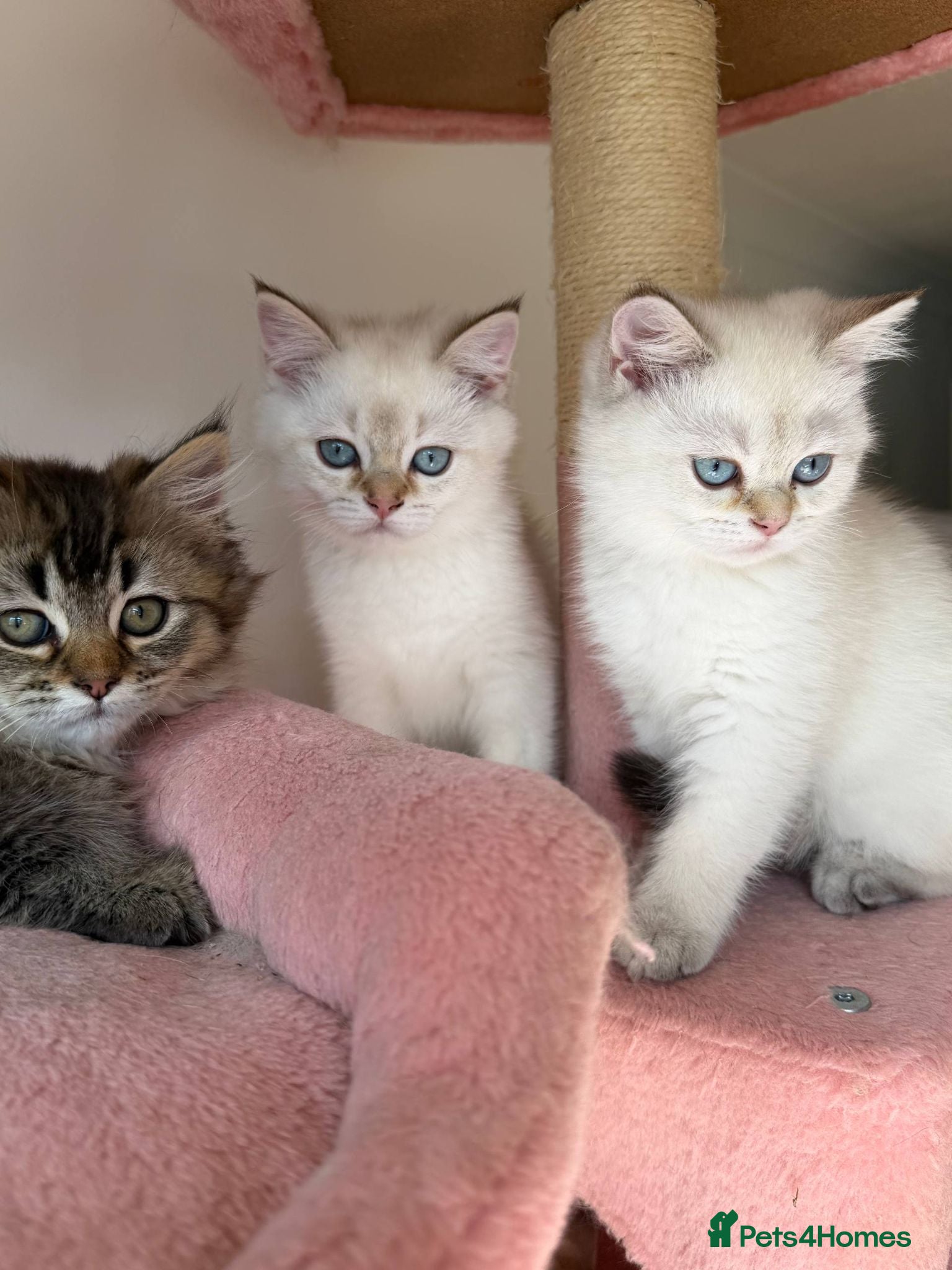 British Longhair cats  VACCINATED READY FOR HOME - Advert 12