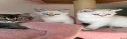 British Longhair cats for sale: WHITE KITTEN COLORPOINT VACCINATED READY FOR HOME - Advert 11