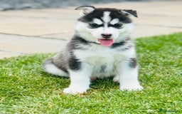Pomsky dogs for sale:  Beautiful F2b Pomsky Puppies – Health Tested - Image 17