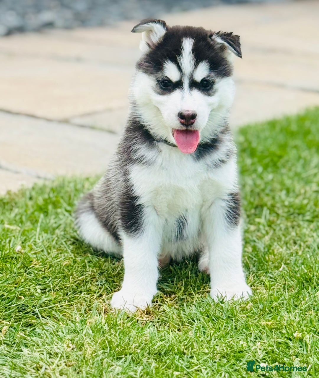 Pomsky dogs for sale:  Beautiful F2b Pomsky Puppies – Health Tested - Image 17