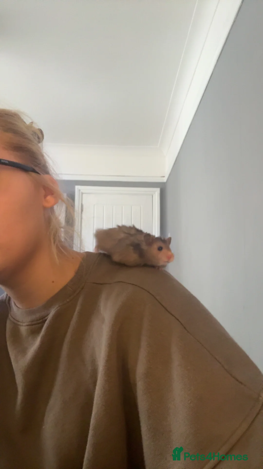 Hamster rodents for sale: 8 month old male hamster  in Pontypool - Advert 3