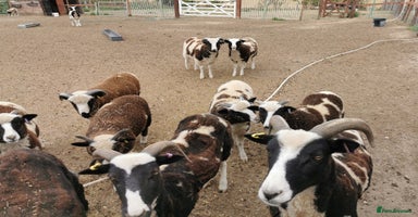 Sheep livestock - Advert 2
