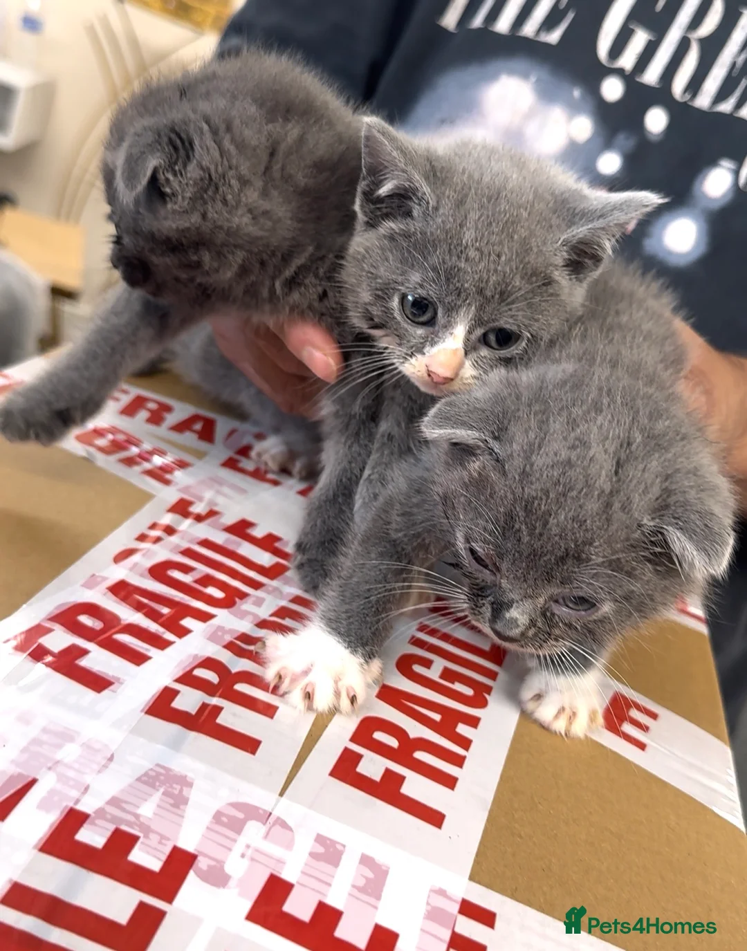 British Shorthair cats for sale: Kitten BHS beautiful grey and white  - Advert 1