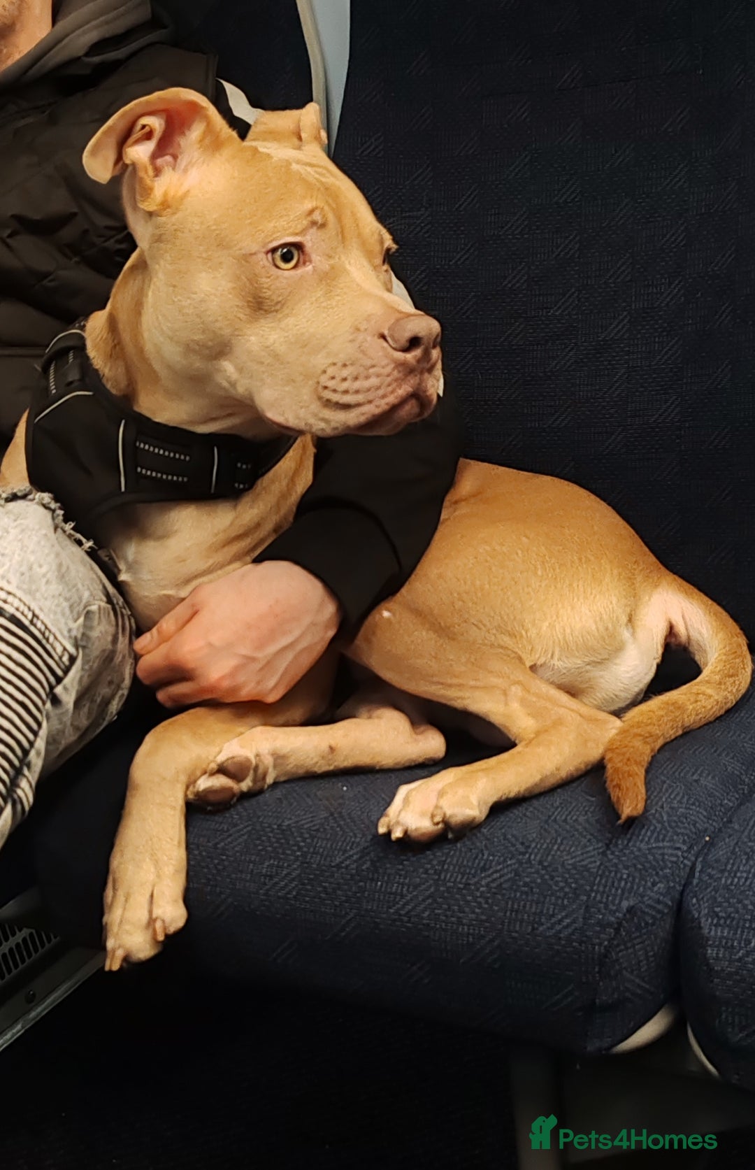 Mixed Breed dogs for sale: 10 month pup looking for forever loving home  - Advert 7