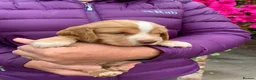 Cocker Spaniel dogs for sale: K.C REGISTERED COCKER SPANIEL PUPPIES - Advert 5