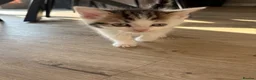 Mixed Breed cats for sale: Kittens  - Advert 3