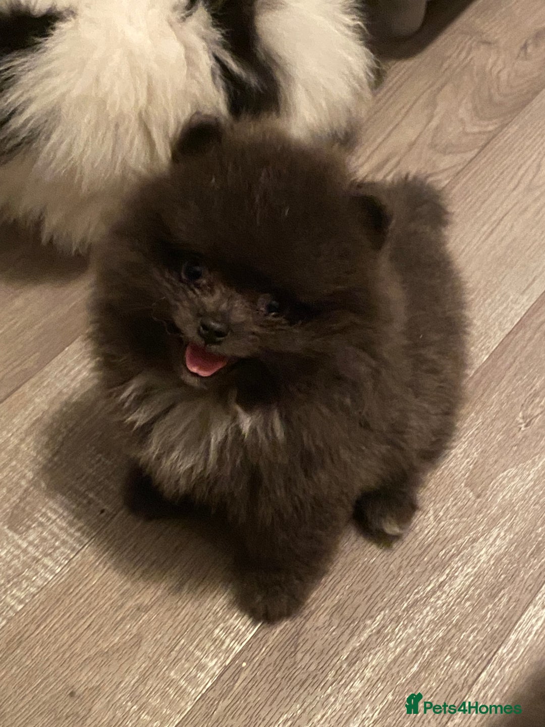 Pomeranian dogs for sale: Stunning Pomeranian puppies - Advert 10