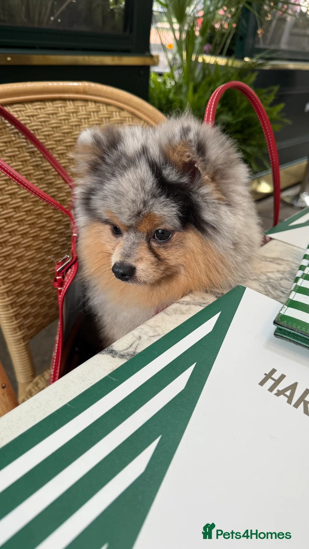 Pomeranian dogs for stud: Rare Blue & Tan Merle Pomeranian Stud – London  - Advert 7