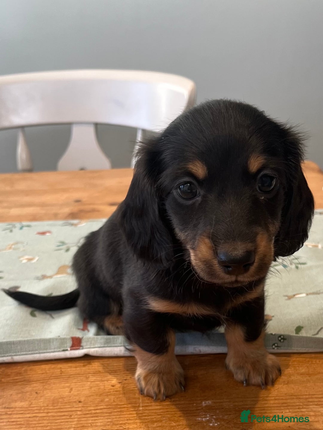 Miniature Dachshund dogs for sale: Ready to leave Mini long hair dachshund pups  - Advert 21