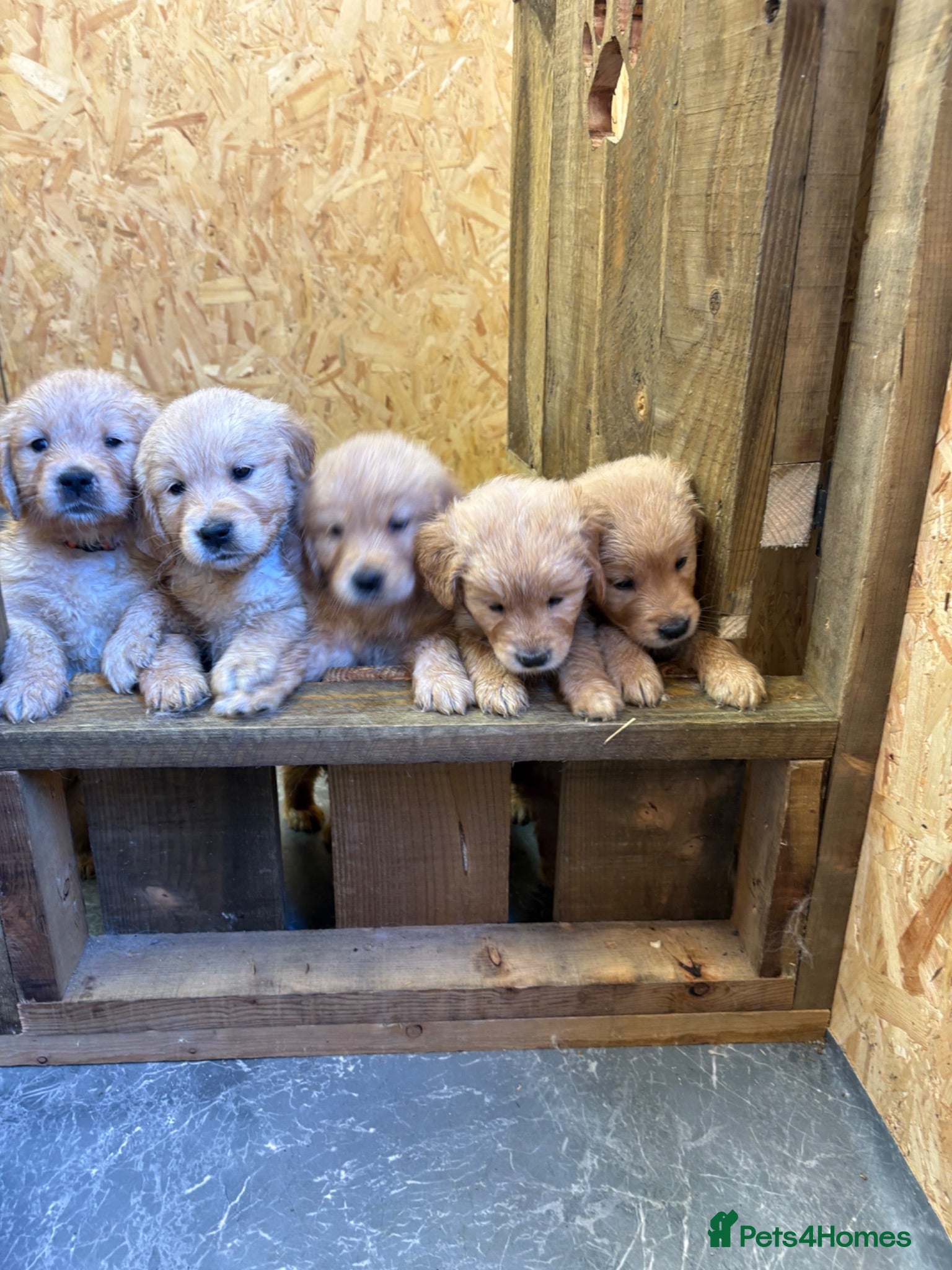 Golden Retriever dogs Stunning KC Golden Retriever Pups - Advert 2