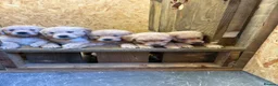 Golden Retriever dogs for sale: Stunning KC Golden Retriever Pups READY NOW - Advert 3