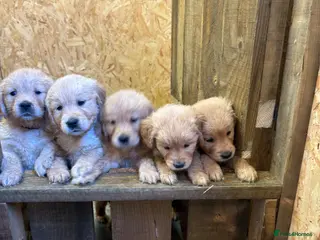 Golden Retriever dogs Stunning KC Golden Retriever Pups - Advert 2