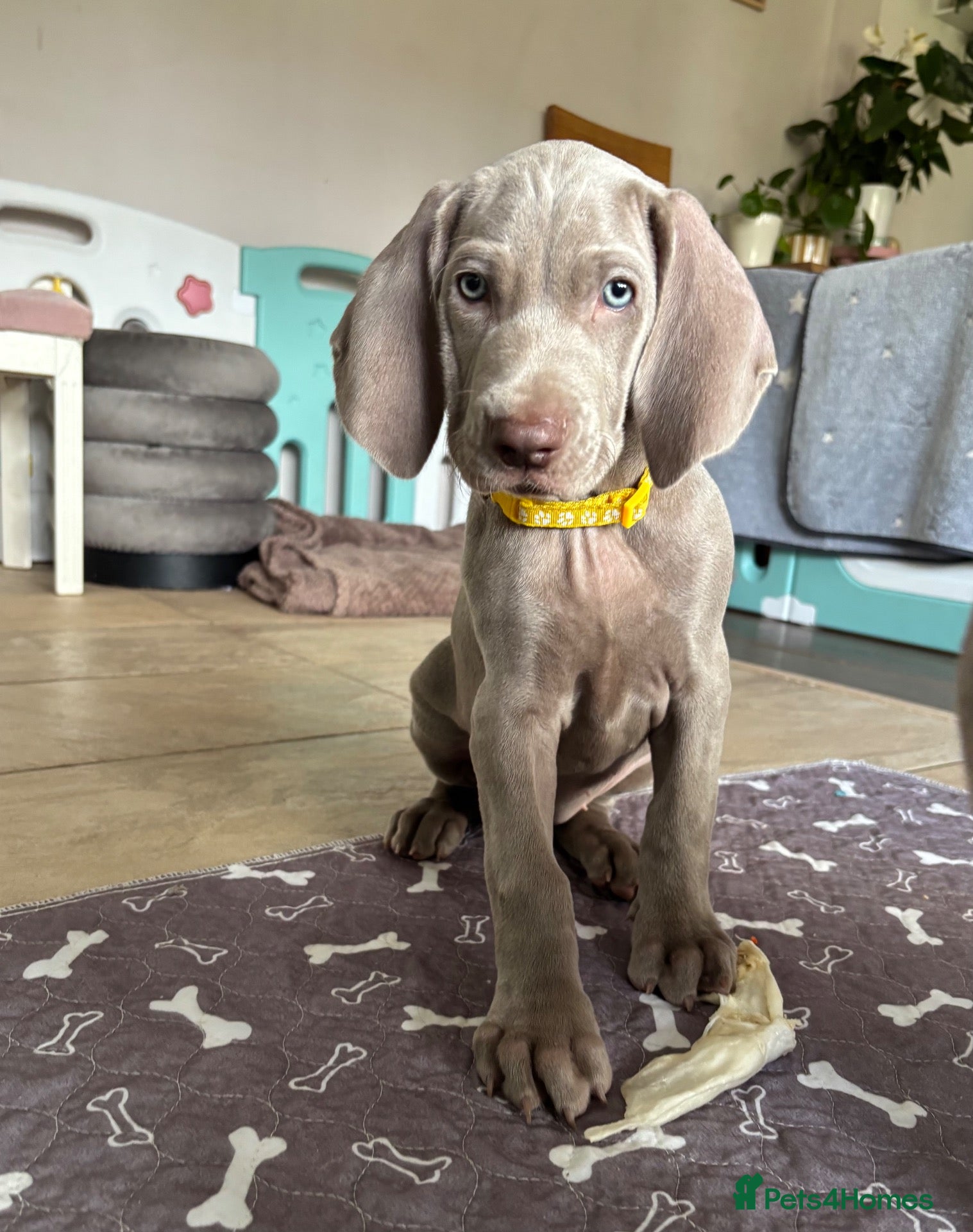 Weimaraner dogs 🥰🩷4 KC girls🩷 ready for their forever homes KC  - Advert 16