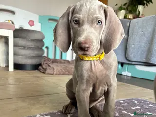 Weimaraner dogs 🥰🩷4 KC girls🩷 ready for their forever homes KC - Advert 16