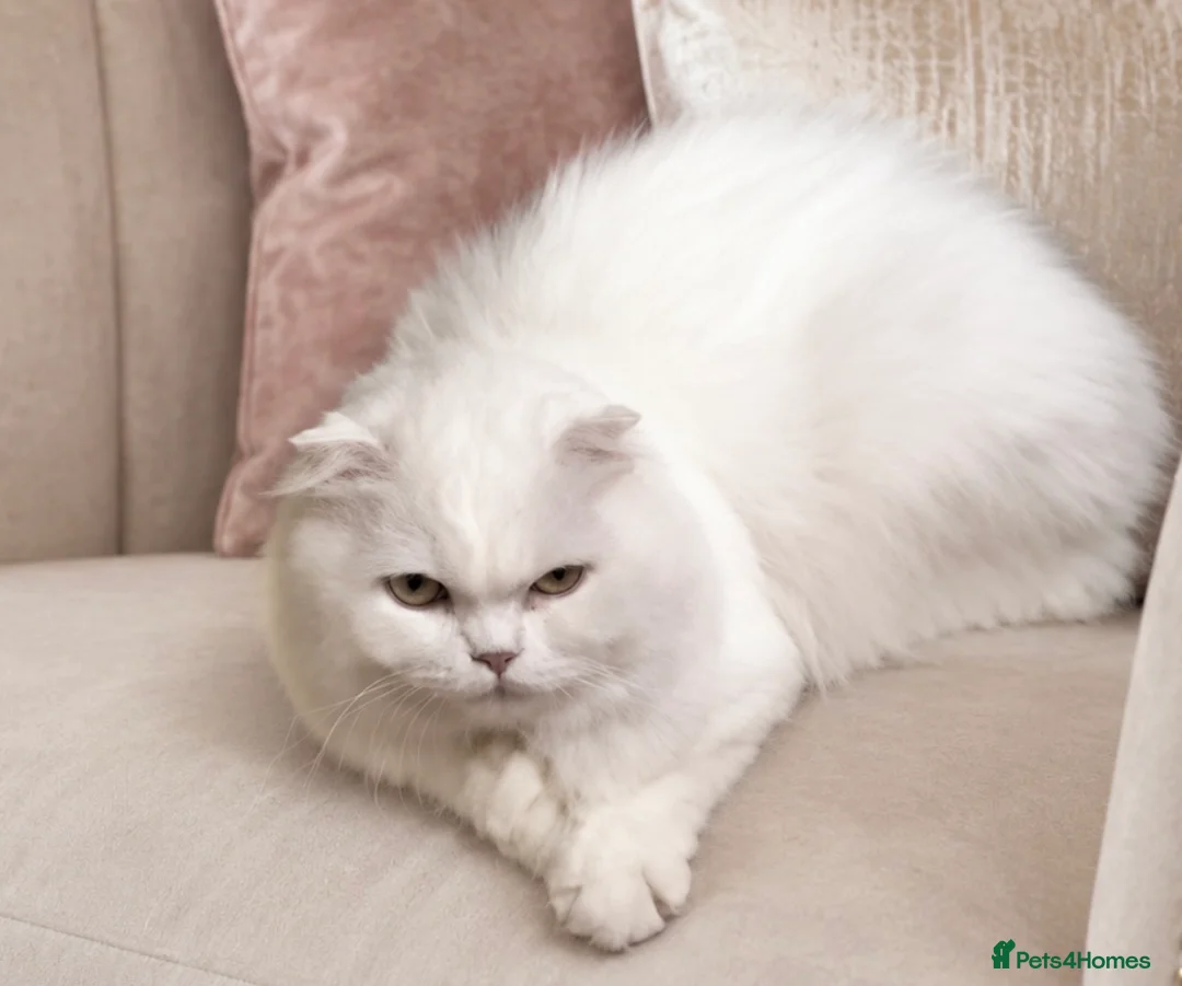 Scottish Fold cats for sale: Sottish Fold Beautiful kittens🐾 - £650 Each - Advert 2