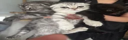 Scottish Fold cats for sale: Scottish Fold Kittens Available  - Advert 2