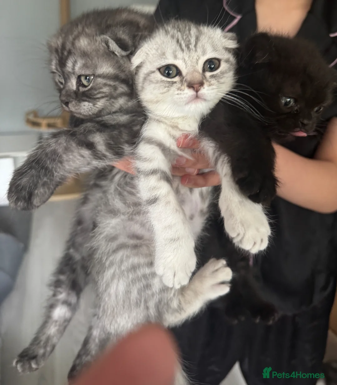 Scottish Fold cats for sale: Scottish Fold Kittens Available  - Advert 2