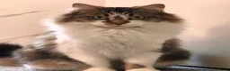 Norwegian Forest Cat cats for sale: Norwegian forest cat X marbled bengal - Advert 3